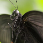Black buttterfly